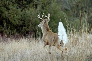 Tails Collection: White-tailed Deer - buck with tail up to signal to other deer that an intruder is in the woods