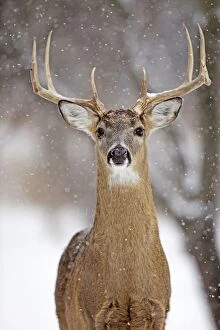 Images Dated 8th January 2011: White-tailed Deer - buck in winter snow