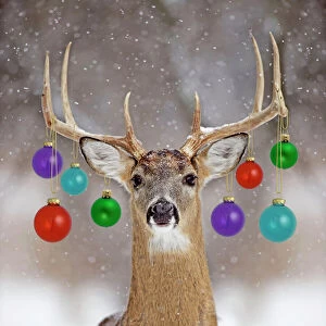 Decorations Collection: White-tailed Deer - buck in winter snow Digital Manipulation