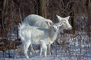 White-tailed Deer - doe and fawn, white color phase, rare color phase resulting from double recessive white genes which occurs rarely naturally