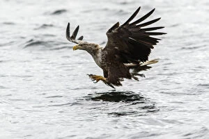 White Hawk Gallery: White-Tailed Eagle - fishing - Isle of Mull, Scotland