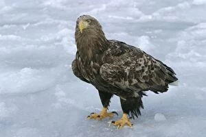 Images Dated 2nd March 2004: White-tailed Sea / Grey Sea Eagle. Hokkaido, Japan