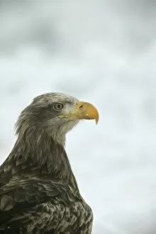 Images Dated 27th February 2004: White-tailed Sea / Grey Sea Eagle - close-up of head. Hokkaido, Japan