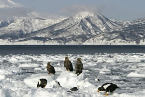 White-tailed Sea / Grey Sea Eagle - three on ice with other birds White-tailed Sea / Grey Sea Eagle - three on ice with other birds