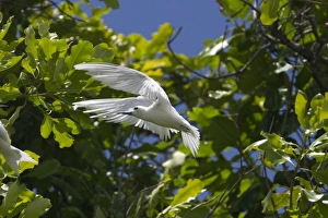 White Tern - In flight White Tern - In flight