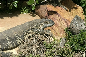 White-throated / Rock Monitor Lizard - shedding skin White-throated / Rock Monitor Lizard - shedding skin
