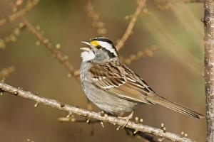 White-throated Sparrow - Singing - On territory White-throated Sparrow - Singing - On territory