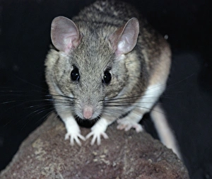 White Throated Wood Rat White Throated Wood Rat
