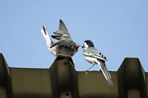 White Wagtail - juvenile being fed by parent bird, on tin roof White Wagtail - juvenile being fed by parent bird, on tin roof