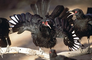 White-winged Chough - perform a spectacular display by waving their wings White-winged Chough - perform a spectacular display by waving their wings