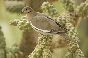 White-winged Dove - Perched on cholla cactus White-winged Dove - Perched on cholla cactus