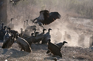 Whitebacked Vulture - group on ground near carcass Whitebacked Vulture - group on ground near carcass