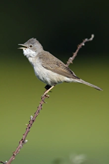 Whitethroat - male singing from briar Whitethroat - male singing from briar