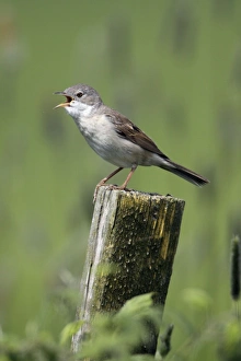Whitethroat - male singing from fence post Whitethroat - male singing from fence post