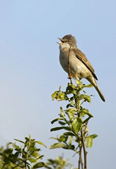 Whitethroat - perched in top of tree singing to attract female Whitethroat - perched in top of tree singing to attract female