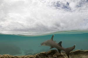 whitetip reef shark - half over and half under water image of an white tipped reef shark whitetip reef shark - half over and half under water image of an white tipped reef shark