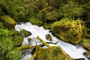 Whitewater river - wild torrent running over moss-covered rocks amidst lush temperate Whitewater river - wild torrent running over moss-covered rocks amidst lush temperate