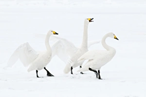 Whooper Swan - three displaying on surface of frozen lake Whooper Swan - three displaying on surface of frozen lake