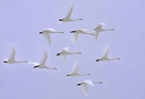 Whooper Swan in flight