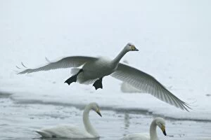 Images Dated 22nd February 2004: Whooper Swan - in flight. Hokkaido, Japan