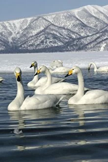 Whooper Swan - group on lake