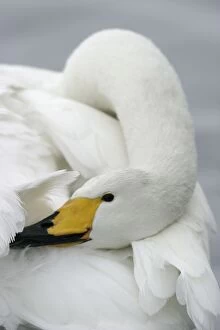 Images Dated 22nd February 2004: Whooper Swan Preening Wintering on ice lakes Hokkaido, Japan