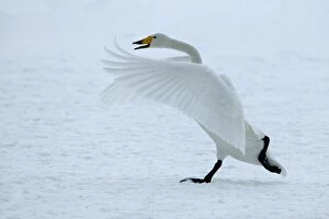 Images Dated 22nd February 2004: Whooper Swan - taking off. Hokkaido, Japan