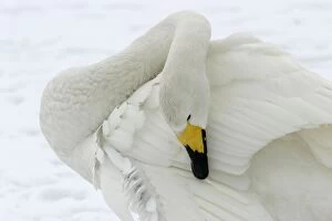 Images Dated 22nd February 2004: Whooper Swan - Washing with oil gland Lake Kushiro, Hokkaido, Japan