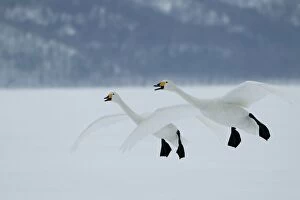 Images Dated 21st February 2004: Whooper Swans In flight Wintering on ice lakes Hokkaido, Japan