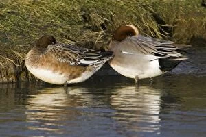 Wigeon - drake and duck resting at waters edge, in winter