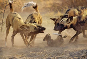 Images Dated 26th November 2007: Wild African Hunting Dogs - greet pups Botswana, Africa