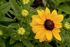 Images Dated 22nd July 2006: Wild black-eyed Susan