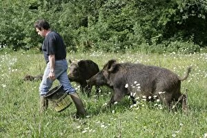 Images Dated 6th June 2004: Wild Boar - with keeper