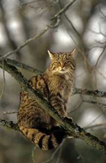 Images Dated 20th August 2011: WIld Cat