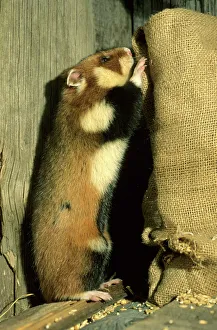 Wild Common Hamster - Checks a sack, feeding in a granary Wild Common Hamster - Checks a sack, feeding in a granary