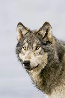 Carnivore Collection: Wild Grey Wolf - autumn - Greater Yellowstone Area - Wyoming - USA _C3C0069