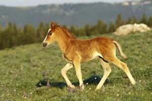 Images Dated 26th October 2004: Wild Horse - Colt walks through meadow amongst wildflowers Summer Pryor Mountains, Montana