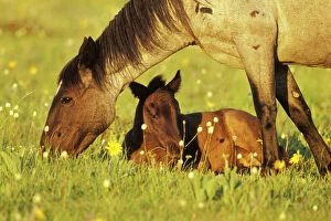 Images Dated 26th October 2004: Wild Horse - Mare grazes near her resting colt Summer Western USA WH404