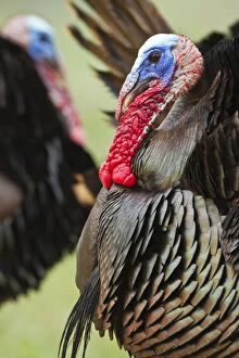 Images Dated 7th May 2013: Wild Turkey (Meleagris gallopavo) male strutting