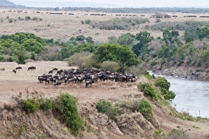 Wildebeest - amassing at river prior to crossing Wildebeest - amassing at river prior to crossing