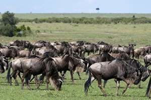 Images Dated 2nd October 2013: Wildebeest (Connochaetes taurinus), Msai