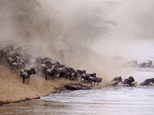 Connochaetes albojubatus Gallery: Wildebeest - herd crossing Mara River