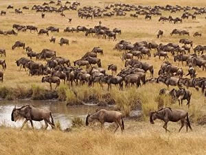 Connochaetes albojubatus Gallery: Wildebeest - herd migration