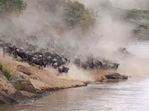 Connochaetes albojubatus Gallery: Wildebeest - herd waiting to cross the Mara River