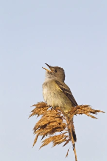 Willow Flycatcher - singing - spring Willow Flycatcher - singing - spring