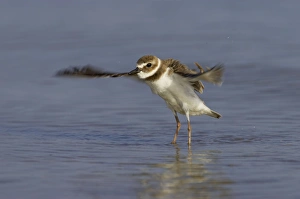 Wilsons Plover - wing flapping after washing Wilsons Plover - wing flapping after washing