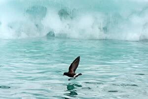 Wilsons Storm Petrel in flight skimming the water