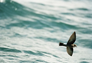Wilsons Storm Petrel - In flight over the water Wilsons Storm Petrel - In flight over the water