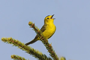 Wilson's Warbler - singing on territory in Maine boreal forest in May Wilson's Warbler - singing on territory in Maine boreal forest in May