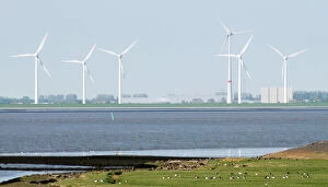 Images Dated 7th May 2008: Wind Turbines and migrating Barnacle Geese- on the north coast of Holland